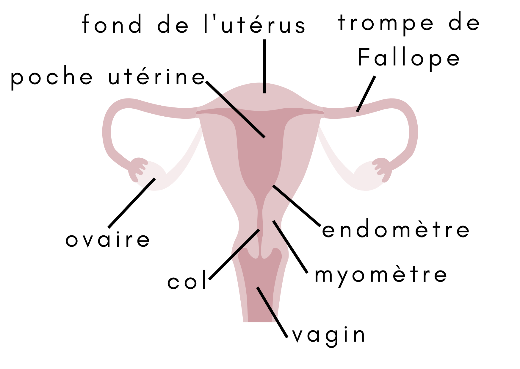 utérus et endomètre